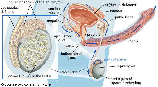 Is premature ejaculation connected to the erectile dysfunction?