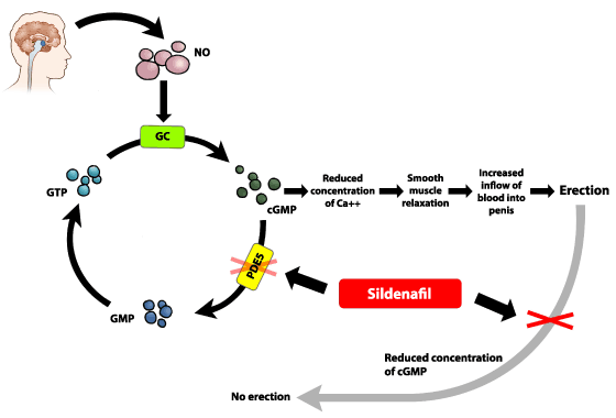 sildenafil mechanism