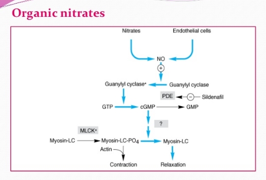 nitrates and viagra