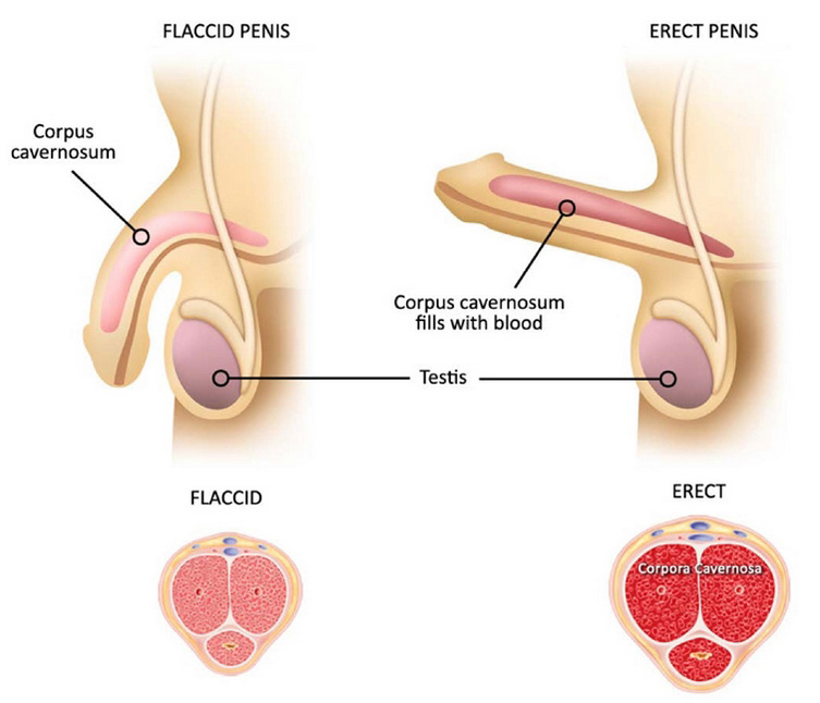 erection-diagram