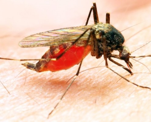 Viagra To Prevent The Transmission Of Malaria Parasites
