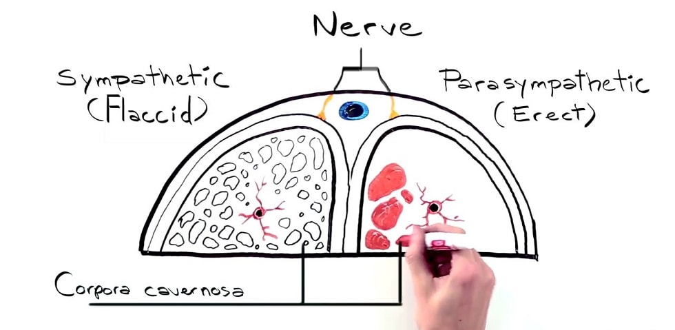 Pharmaceutical content and action