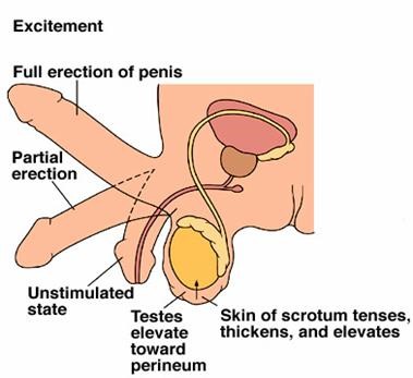 The mechanism of action