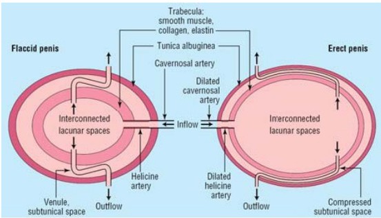 The physiological mechanism of erection