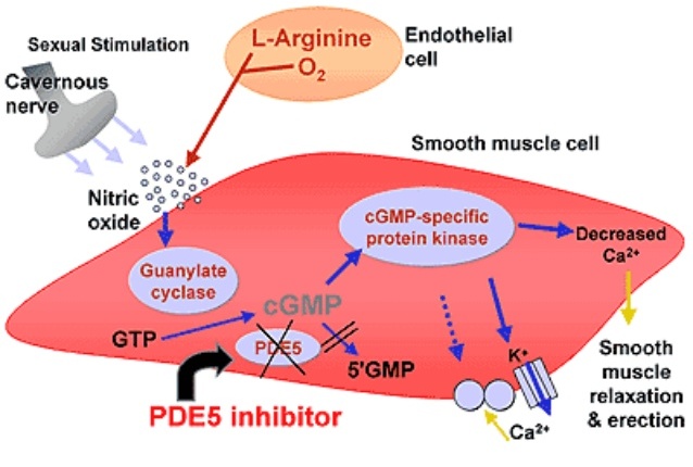 the work of PDE5 inhibitors