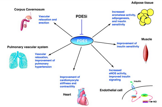 PDE5 inhibitors