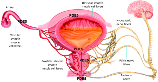 Phosphodiesterase Type 5