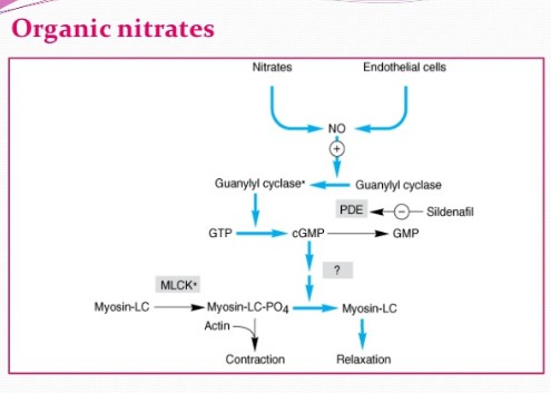 nitrates and viagra