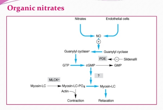 nitrates and viagra