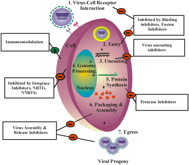 How do antiviral drugs work