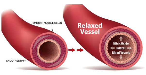 Effects of Viagra on Blood Vessels and Circulation