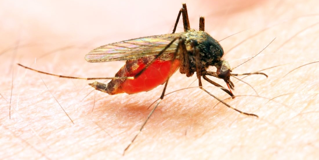 Viagra To Prevent The Transmission Of Malaria Parasites